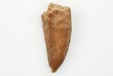 Serrated, Raptor Tooth - Real Dinosaur Tooth #203504-1
